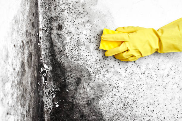 Attic Mold Removal in Kahoka, MO