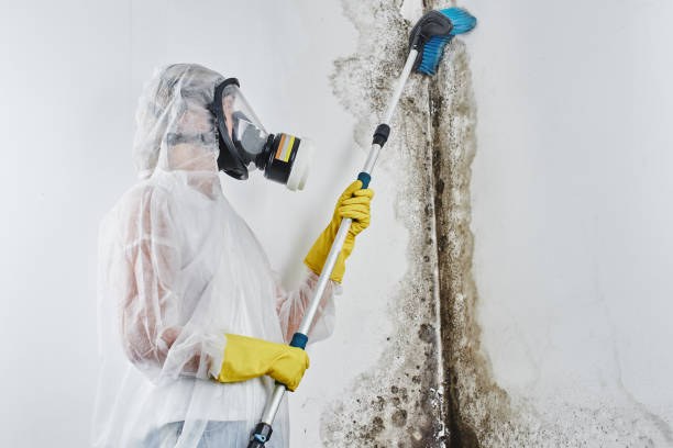 Best Best Mold Removal Companies  in Kahoka, MO
