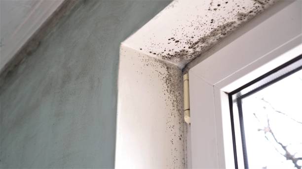 Best Mold Testing and Removal  in Kahoka, MO