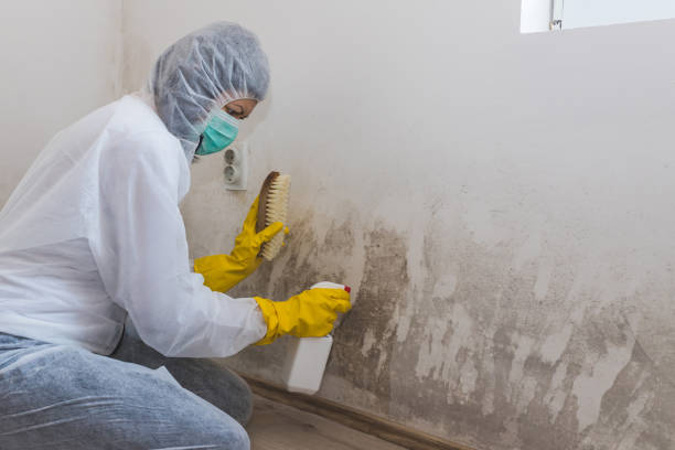 Best Residential Mold Removal  in Kahoka, MO