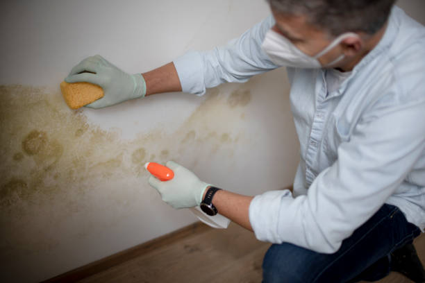 Best Crawl Space Mold Removal  in Kahoka, MO