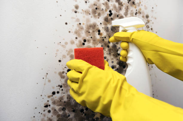 Best Local Mold Removal Service  in Kahoka, MO