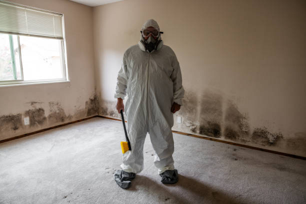Best Emergency Mold Removal  in Kahoka, MO