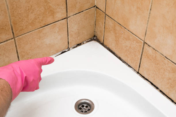 Best Affordable Mold Removal  in Kahoka, MO